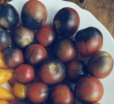 Томат Шоколадный подарок