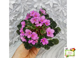 Snuggle Bear (L. Ray) (пасынок укоренённый)