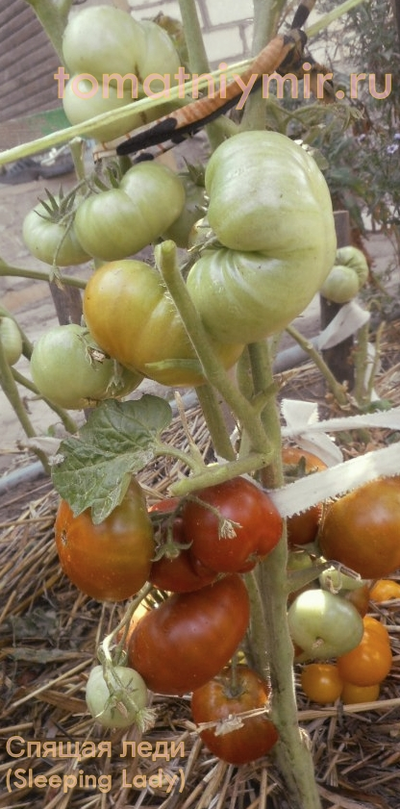 Томат гном Спящая леди (Sleeping Lady)