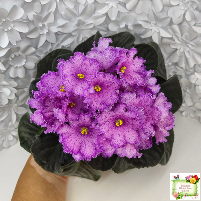 АВ-Самый Сок (Фиалковод) 2022 г.