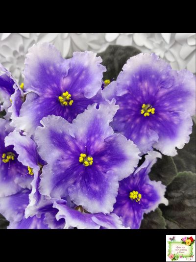 Dn-Огни Бродвея (Д. Денисенко) 2020 г.