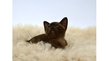 Бурманская девочка 