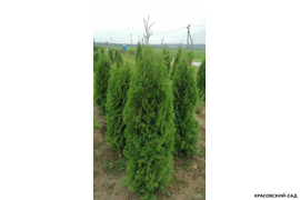 смарагд в поле