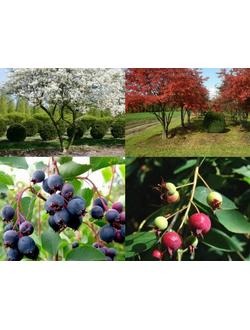 Ирга Ламарка "Балерина", 80-100