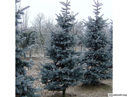 Ель Костер - фото на участке - красовский-сад.рф