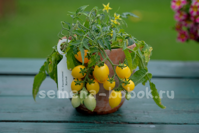 Микро томат  Funnyplums Yellow (Фанниплюмс Желтый), 7 шт