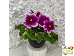 ЛФ-Посмотри в Глаза (Л. Федосеева) 2022 г.