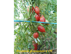 Томат Розовый фламинго (украинское)