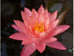 Нимфея Ванвиса