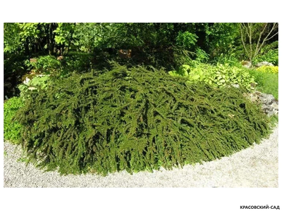 Кизильник горизонтальный - Horizontalis