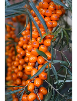 Облепиха  Превосходная (жен.)