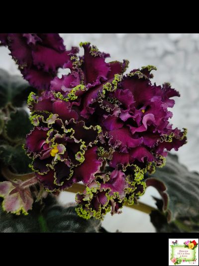 ПТ-Мерло Люкс (Т. Пугачева)