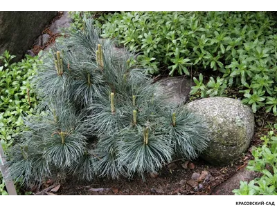 Сосна стланиковая Глаука кедровая - Pinus pumila glauca