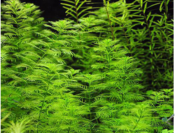 Перистолистник матогросский