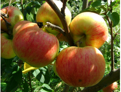 Осенняя радость (яблоня)