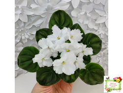 OS-Джунгарик (С.Осипова) (клакамас с кроновой пестролистностью)