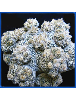 Astrophytum asterias cv. Super Kabuto 'kikko'