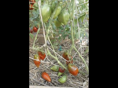 Томат Кубинский перцевидный