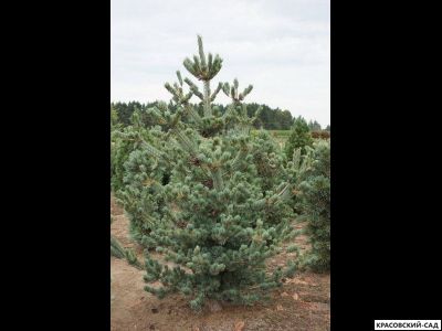 Сосна Глаука - Glauca