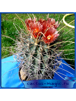 Glandulicactus uncinatus 'wrightii' SB341