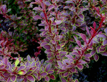 Барбарис тунберга  Голден Ринг (Berberis thunbergii Golden Ring)
