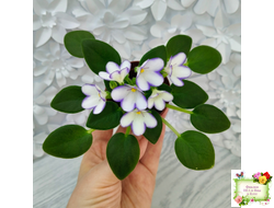 2А-Проба Пера (Е. Кольцова) 2024 г. (сортовая розетка)