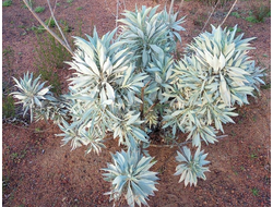 Шалфей белый (Salvia apiana) листья 10 грамм