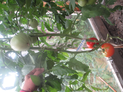 Сорт "Шедевр F1". Плоды верхних кистей крупнее нижних! Пока, урожайность не впечатляет.