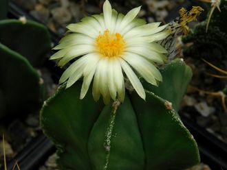 Astrophytum myriostigma nudum - 10 семян