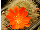 Rebutia senilis (оранж. цв.)4 - 10 семян