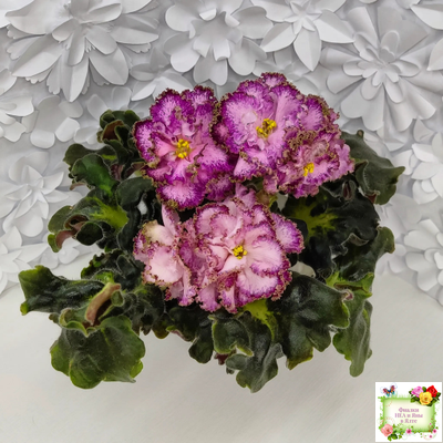 ЛЕ-Пряная Корица (Е. Лебецкая) 2020 г.