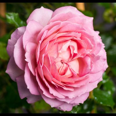 Джубили Селебрейшн (Jubilee Celebration)