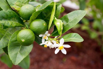 Лайм (Citrus aurantifolia) цедра (10 мл) - 100% натуральное эфирное масло