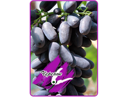 Академик (укоренённый черенок)