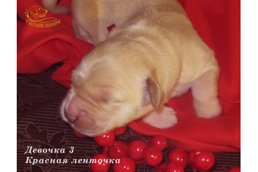 ДОМА  = Девочка КРАСНАЯ ленточка, 5 дней. ДР 28.01.20