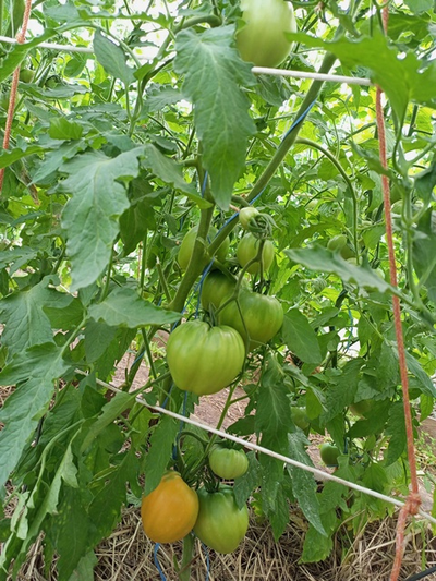 Томат Ранний оранжевый Розали (Rosalie’s early orange), США