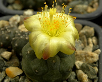 Copiapoa hypogaea KP 815 C (D=20mm) с 2-3 детками