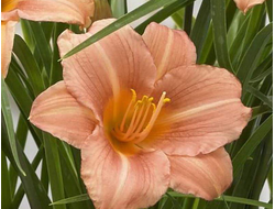 Лилейник EveryDaylily Pink wing, C2