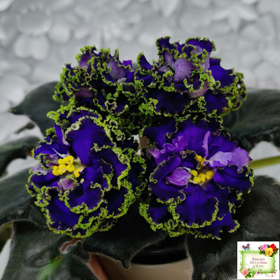 ЕК-Кудри Посейдона (Е.В. Коршунова) 2017 г. (лист посажен 01.11.25)