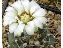 Gymnocalycium vatteri  VG-415 “дикобраз” - 5 семян