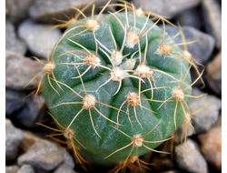 Gymnocalycium uruguayense (leeanum) Schl 103 (d=15-18mm)