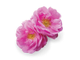 Роза крымская (Rosa gallica) абсолю, Крым (1 г)