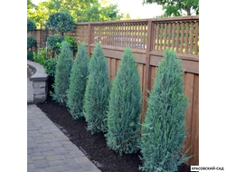 Можжевельник Блю Эрроу вдоль забора - Купить - Красовский-Сад.рф