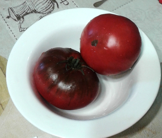 семена томата Циндао