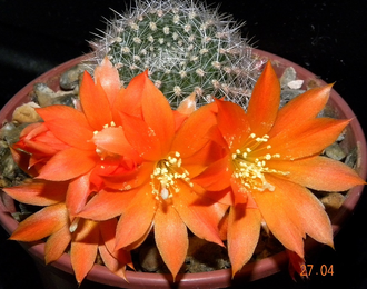 Rebutia pygmaea form-news