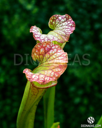 Sarracenia hybrid 10