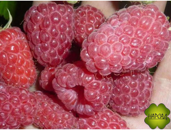 МАЛИНА "Феномен" (СРЕДНЕСПЕЛАЯ, крупная и вкусная) (саженец 1 год)