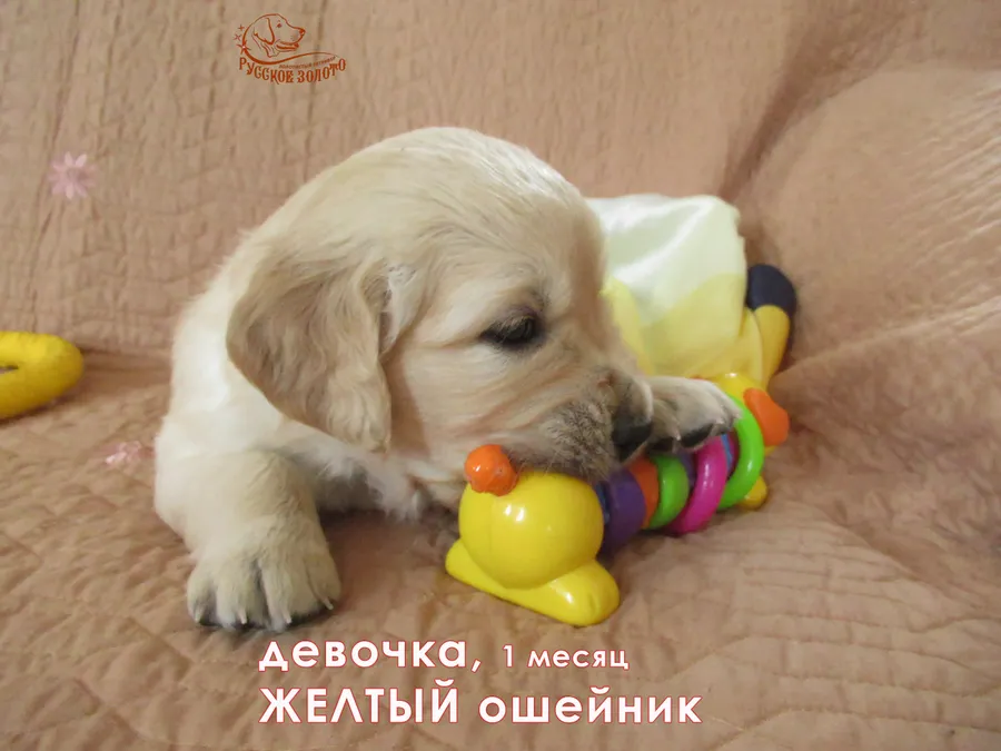 1 месяц. Девочка ЖЕЛТЫЙ ошейничек