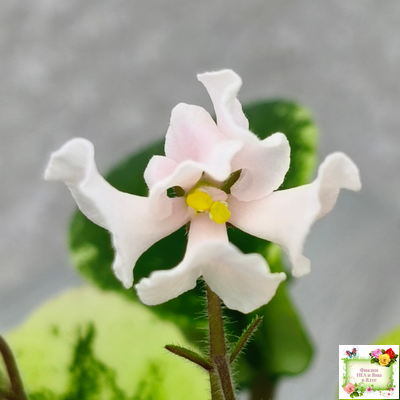 LV-15 сеянец (Л. Шевелёва) (стартер)