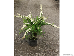 Спирея ниппонская Сноумаунд - Snowmound